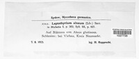 Image of Leptothyrium alneum